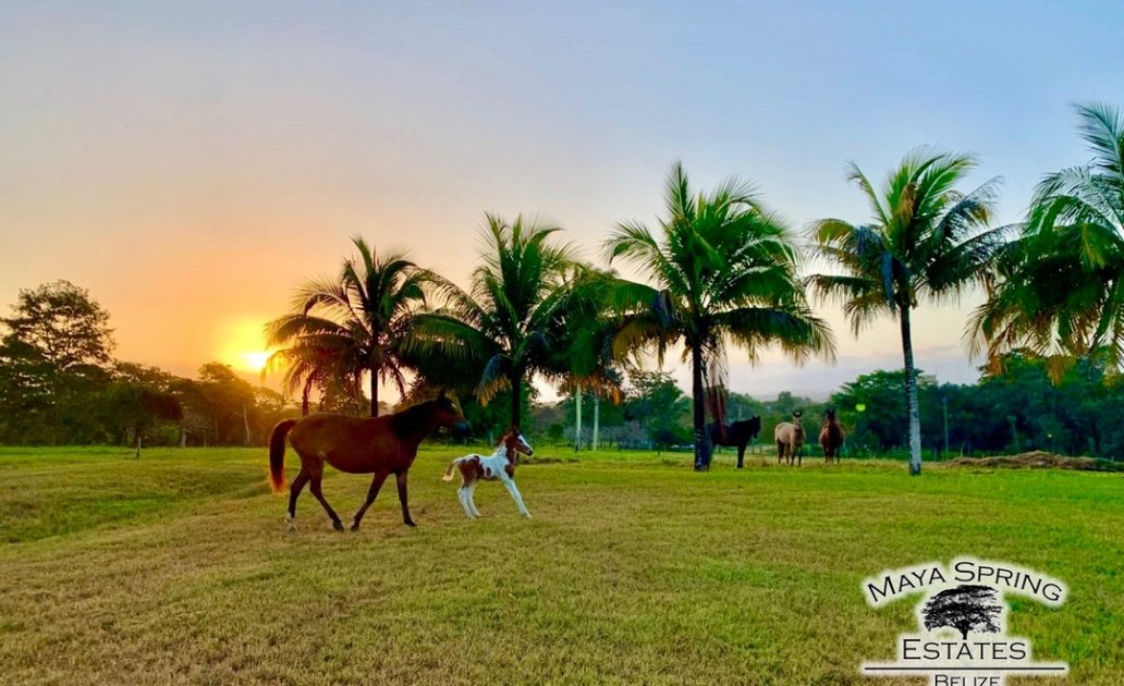 5-Belize-Horse-Cayo