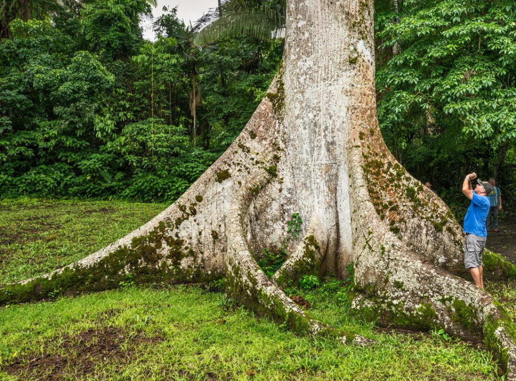 EP90MT Tourists at base of ceiba tree, Ceiba Pentandra, at Caracol, Maya ruins, Chiquibul Forest, rainforest in Cayo District, Belize