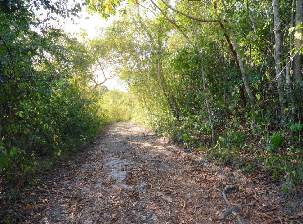 M4W0KX Hiking trail in the jungle near San Ignacio, Belize. Central America