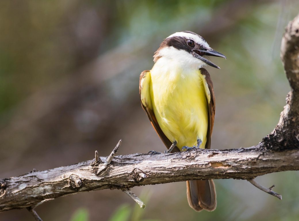 R3TN78 Belize, Ambergris Caye. Great Kiskadee calls from a perch.