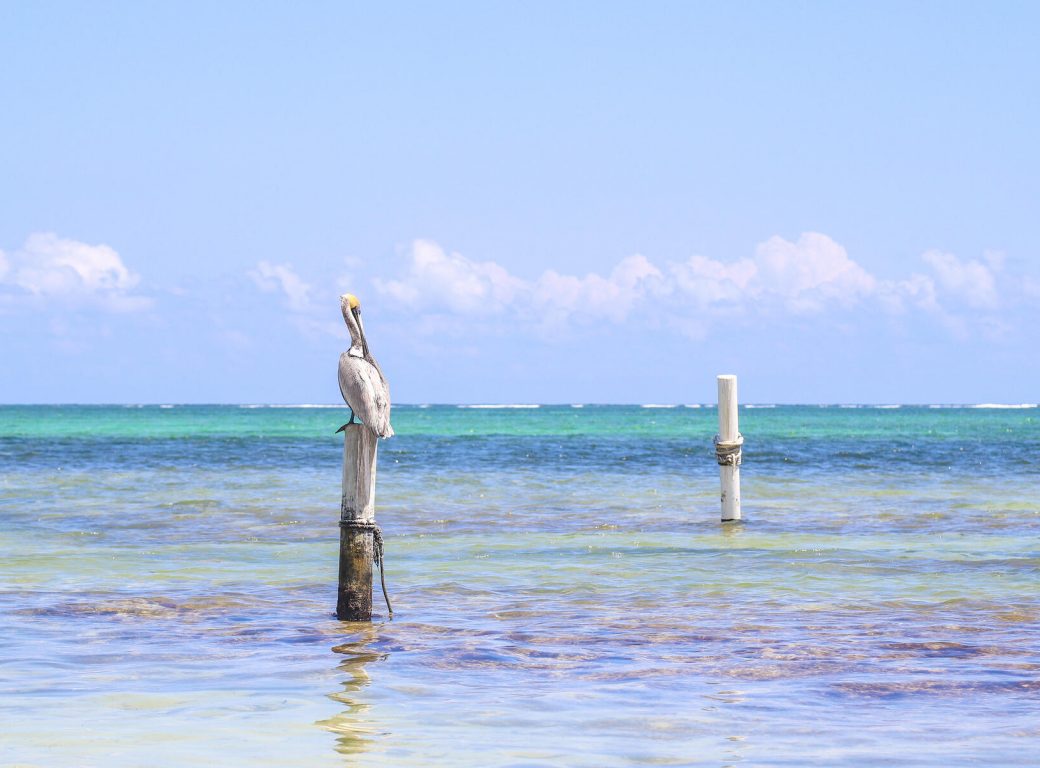 W2AH7C Ambergris Caye, Belize - A pelican relaxes on a dock piling in front of emerald sea waters at a tropical beach.